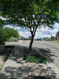 Buffer between street and sidewalk